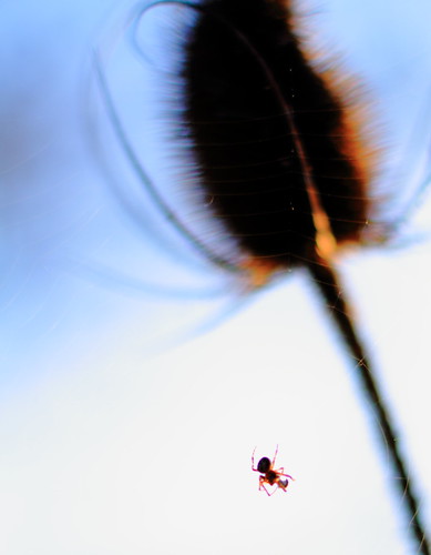 sunset flower spider thistle web