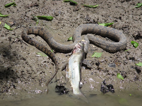 Snake eating a fish.