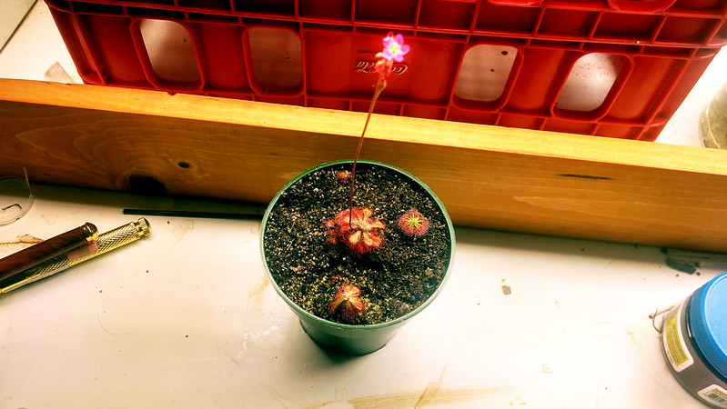 Blooming Drosera tokaiensis with other sundews.