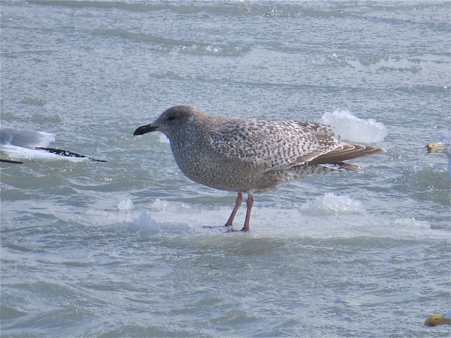 Thayer's Gull (1st Cycle) at North Point Marina in Lake County, IL 08
