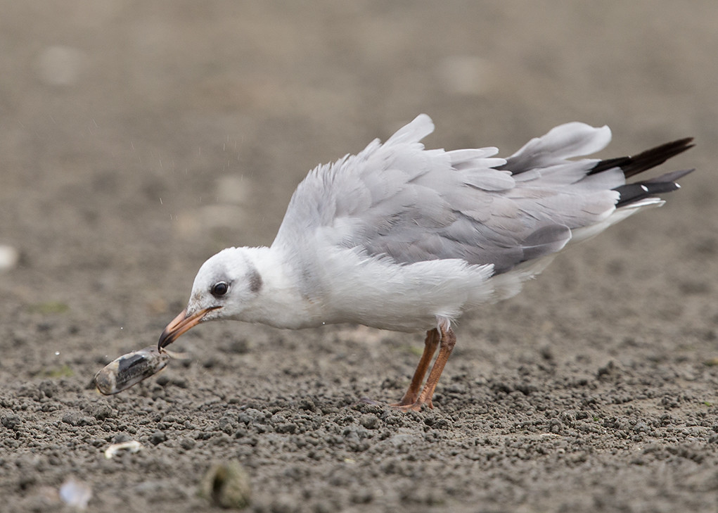 Grey-headed Gull    Gambia