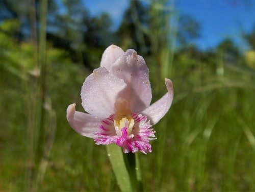 orchid rose wisconsin wildflower wetland pogonia snakemouth ophioglossoides addersmouth