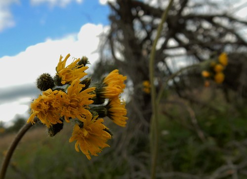 wisconsin meadow wildflower hawkweed hieracium kingdevil caespitosum