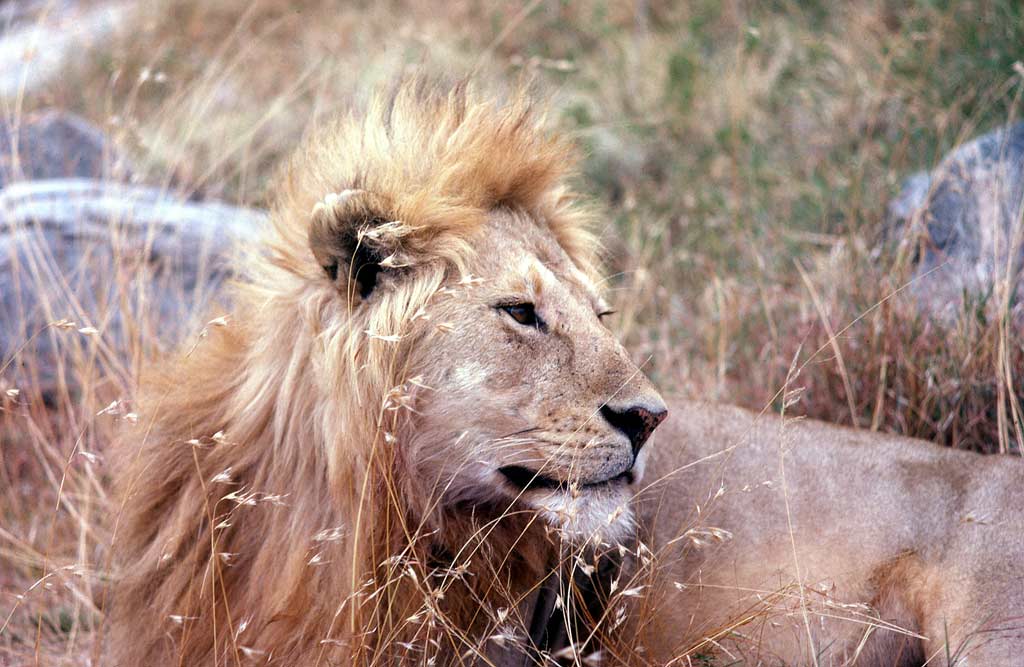 lion in dry oat-grass