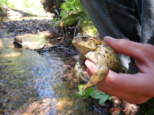 nationalforest toad forestservice northernregion scapegoatwilderness helenanationalforest kidsinthewoods youthforestmonitoringprogram