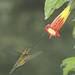 3rd Place - Fauna - John Thornton - Sword Billed Hummingbird
