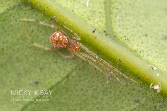 Comb-Footed Spider (Theridiidae) - DSC_3319