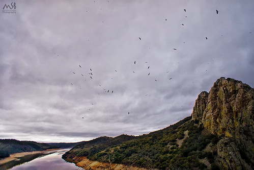 españa nature nationalpark spain sony ave salto vulture birdofprey monfragüe griffon buitres caceres parquenacional gitano leonados hx50 nex7 dschx50