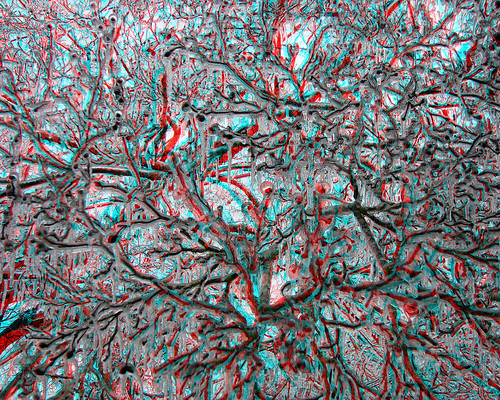 storm tree ice georgia frozen 3d berry branch berries branches anaglyph scene stereo february scenes waynesboro anaglyphic