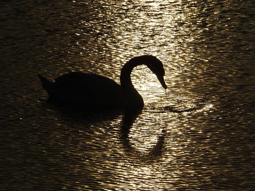 county ireland sunset sea dublin irish sun bird swan estuary explore setting swords dub malahide in inexplore