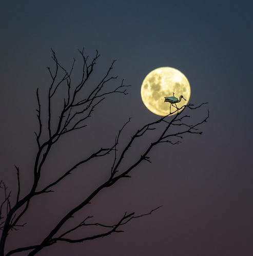 bird dusk hawkesbay moon newzealand silhouette sky spoonbill sunset tree