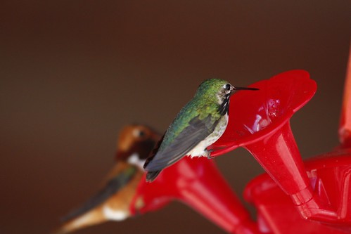 bird nature birds hummingbird wildlife wildbirds birdsofalberta
