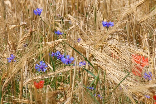 summer field barley germany sommer feld poppy rohrbach cornflower kornblume odenwald mohnblume abigfave flickrdiamond ivlys