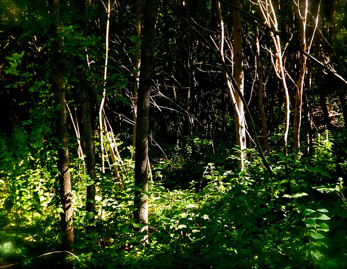 trees woods wildlife littlestormlakegamemanagementarea