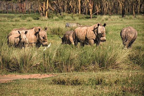 park white lake holiday nationalpark kenya safari national kenia nakuru rhinoceros nashorn lakenakuru breitmaulnashorn kenyaholiday