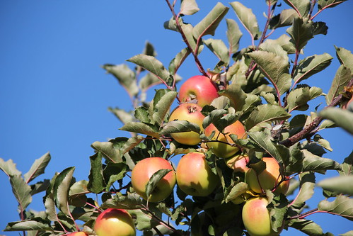 trees landscape october scenery apples applepicking appletree appletrees 2013 paradiseut paradisevalleyorchard