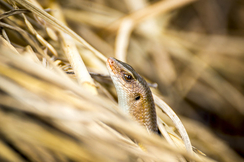macro nature reptile lizard tele tamron nex6 flickrandroidapp:filter=none