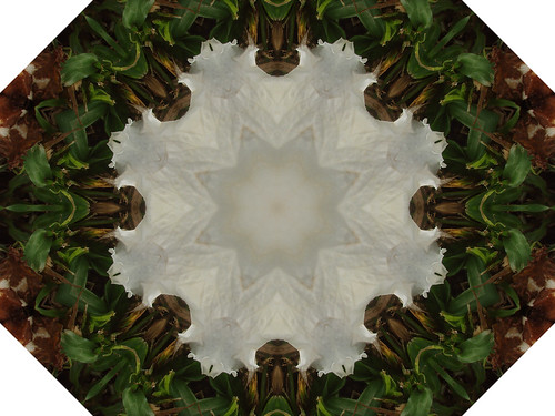 P1300144-flower-kaleidoscope