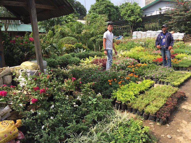Potted plants in katipunan