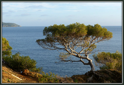 france tree pine pin arbre var méditerranée lacroixvalmer