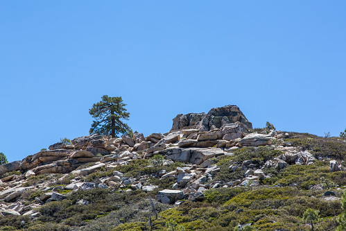 california trees mountains rocks