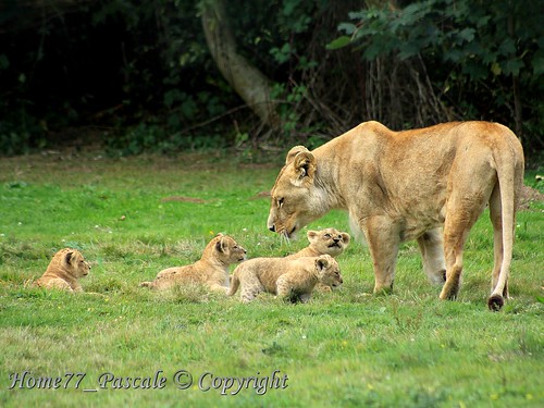 animal canon lion été bébé félin fauve 2013 lionne canoneos50d lionceau parcdesfélins nesles liondelangola naissance2013