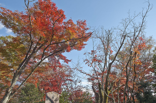 【写真】2013 紅葉 : 浄住寺/2020-11-15/IMGP4060