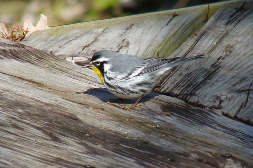 january 2014 yellowthroatedwarbler lafourcheparish