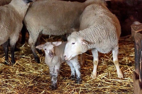 wool barn canon eos spring babies sheep feeding pennsylvania farm straw pa lambs 5d canon5d february livestock nursing lambing 2015 macungie don3rdse 3rdsiblingphotography lichtenwalnerfarms