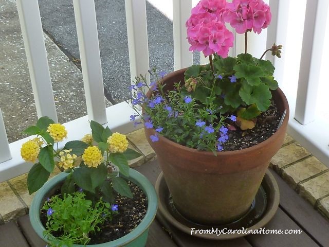 May in the Garden and on the Veranda at From My Carolina Home