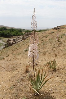 Eremurus olgae (Asphodelaceae)
