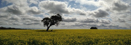 flower spring travels pano roadtrip sa southaustralia canola goldenfield 2013 uploaded:by=flickrmobile flickriosapp:filter=nofilter