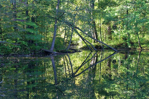 trees reflection green forest landscape pond woods michigan stonycreek stonycreekmetropark earlyautumn canon60d canon55250lens jannagal jannagalski michiganscene