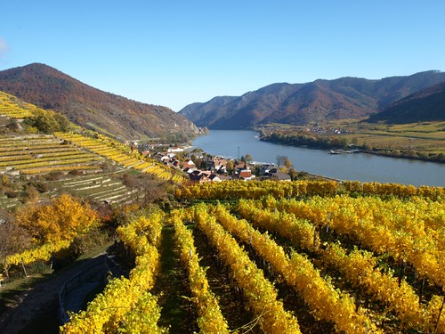 autumn castle fall austria town österreich ruins wine herbst ruine vineyards spitz danube niederösterreich wachau hinterhaus spitzaddonau