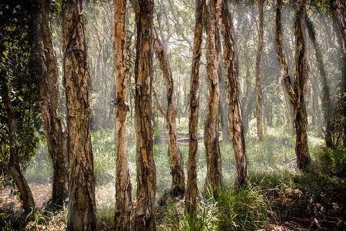 forest landscape australia brisbane swamp queensland paperbark melaleucaalternifolia nudgeewaterhole creativemindsphotography