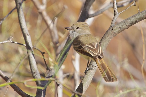 arizona unitedstates tyrannidae billwilliamsnwr myiarchusnuttinginuttingsflycatcher