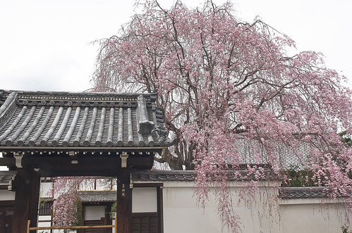 【写真】2014 桜 : 妙覚寺/2021-01-05/IMGP5671