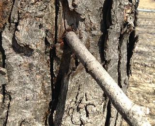Maple Tree hole