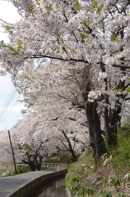 弘前さくらまつり 黒石こみせ通り festival of cherry blossoms at Hirosaki 2014年4月30日