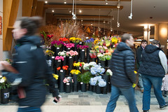 A florist's display, Prudential Mall - Boston