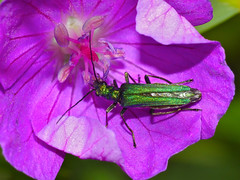 Thick-Legged Flower Beetle (Oedemera nobilis) female