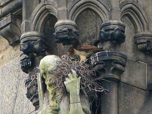 Cathedral Hawk Nest (9558)