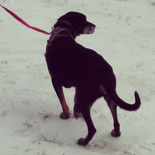 Her last snow fall and it was epic... #dogstagram #dobermanmix #dobiemix #CancerSucks #Osteosarcoma #BoneCancer #Blizzard #ilovemydogs