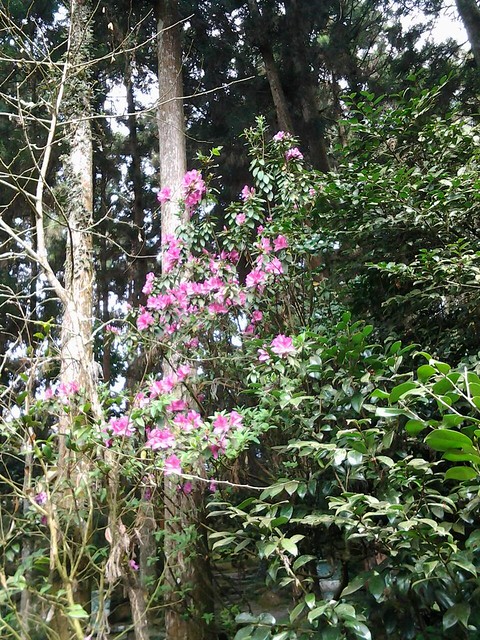 6490茶花園裡花團錦簇的花花朵朵。