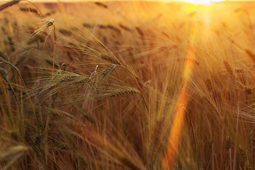 sun ray wheat memories dreams covercencogrigore