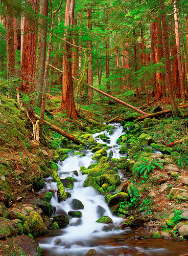 longexposure trees color green forest river landscape stream velvia washingtonstate olympicnationalpark fujichrome solducvalley mosscoveredrocks solducsprings