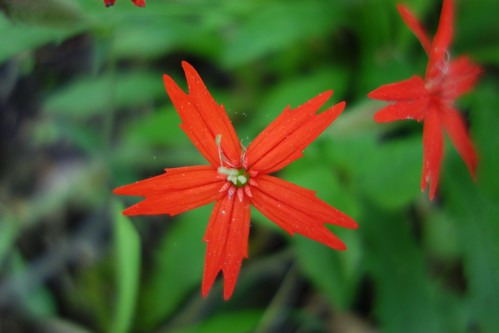statepark red flower indiana wildflower silenevirginica firepink mccormickscreek scarletcatchfly
