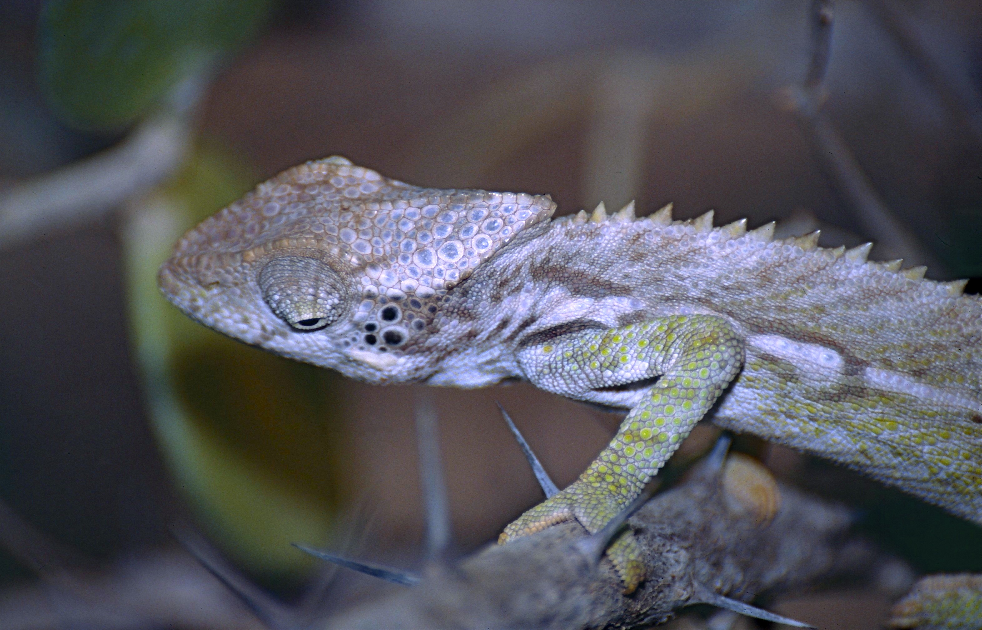 Warty Chameleon (Furcifer verrucosus) | Arboretum d ...