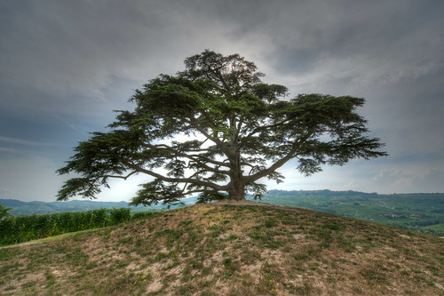 Cedar tree on a hill near La Morra Italy