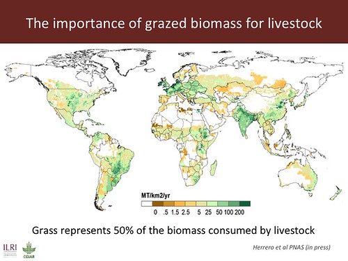 Slide 13: Importance of grazed biomass for livestock
